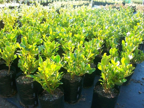 黄金榕|小叶榕|黄金...