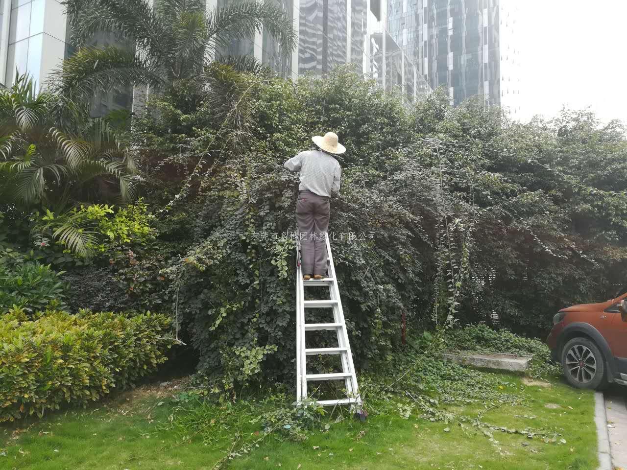 草坪管理养护|苗木修...