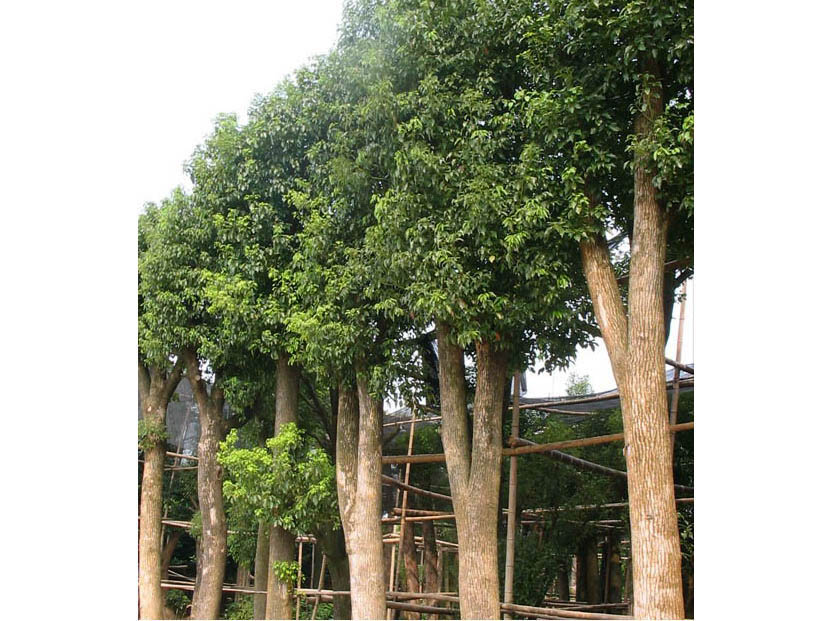 全市最低价樟树|香樟...