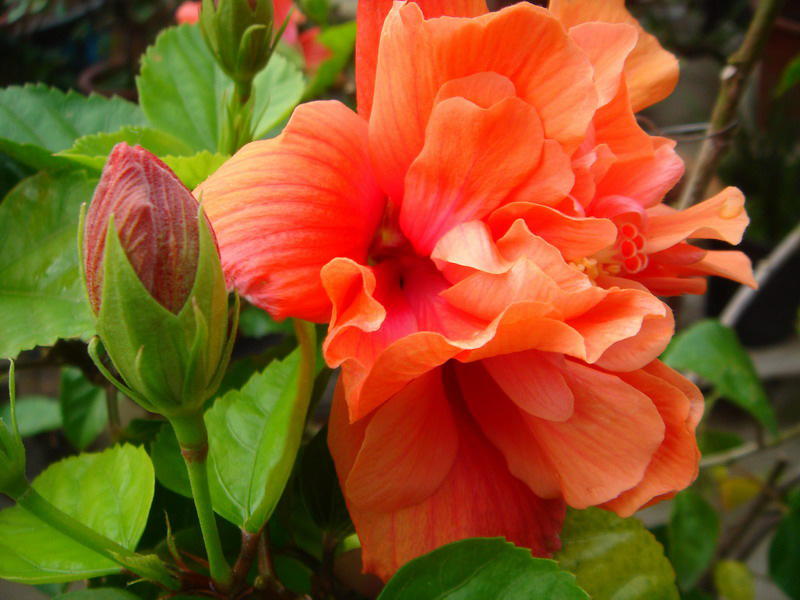 东莞假山喷泉/东莞绿化公司/园林工程/假山/喷泉水池/东莞园林公司|绿化养护