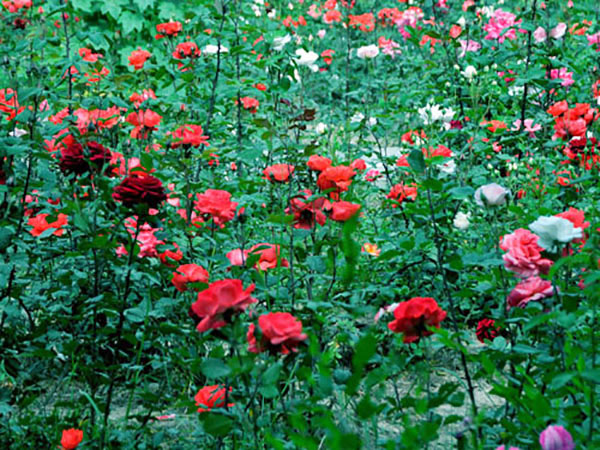 东莞假山喷泉/东莞绿化公司/园林工程/假山/喷泉水池/东莞园林公司|绿化养护