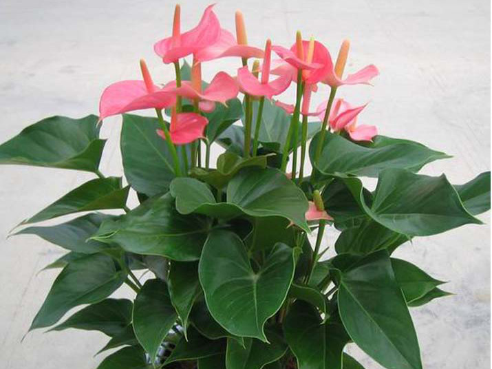 东莞假山喷泉/东莞绿化公司/园林工程/假山/喷泉水池/东莞园林公司|绿化养护