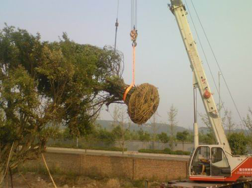 施工种植|大树种植|...