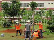 花草维护—小区绿化维...