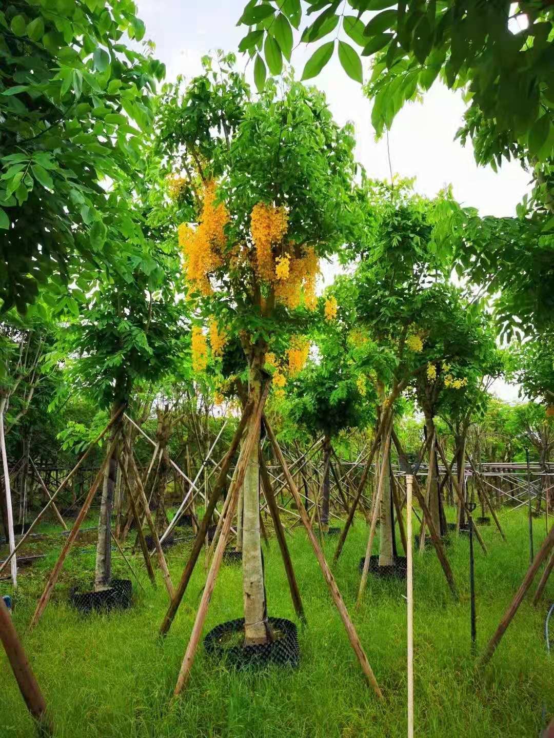 腊肠树出售|东莞苗木...