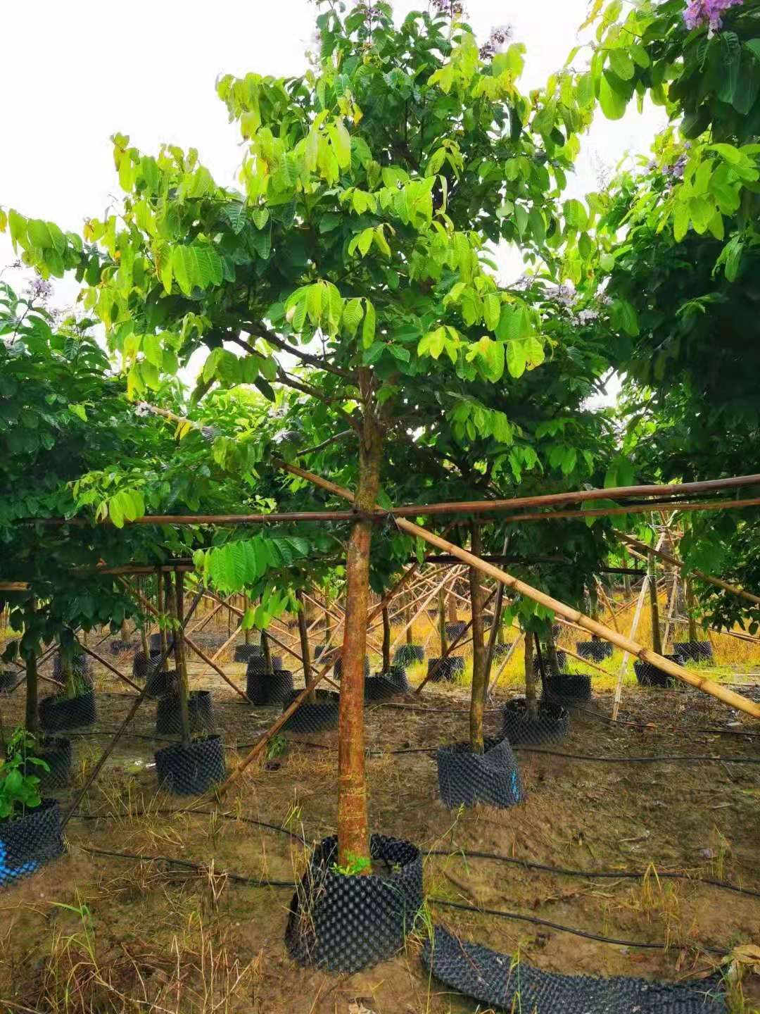 紫薇|苗木出售|绿化...