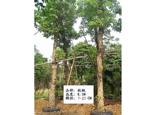 秋枫