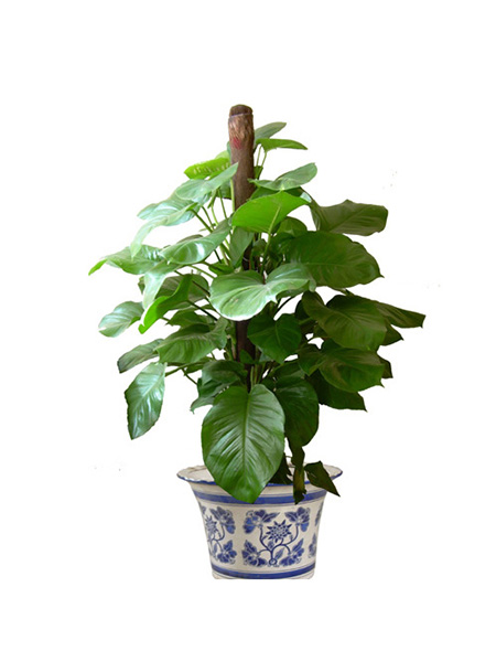 黄金葛