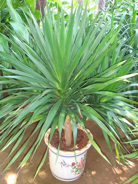 室内绿植 /绿植租摆...