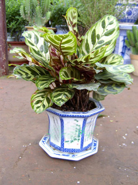 孔雀竹芋