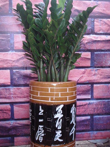 金钱树