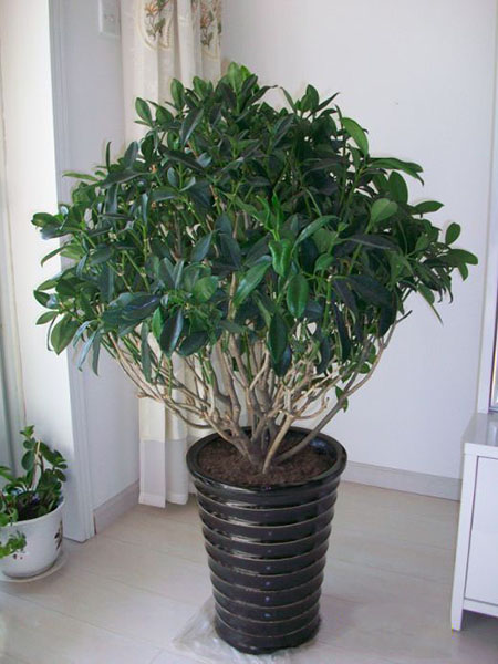 非洲茉莉