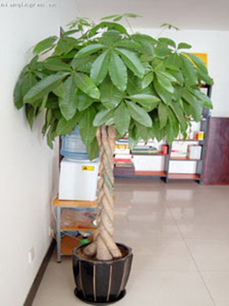 发财树