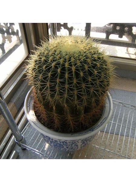 金虎球