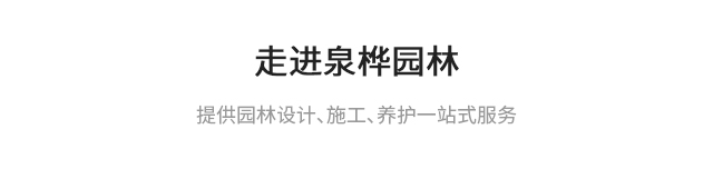 关于泉桦
