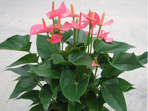 花卉绿化养护公司,花...
