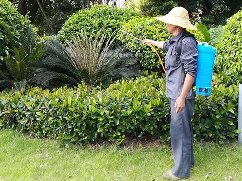 室内绿植 /绿植租摆...