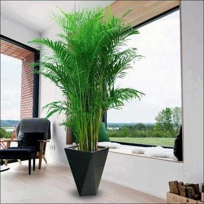 大堂/展厅花卉