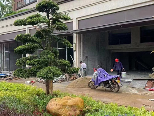 绿化苗木