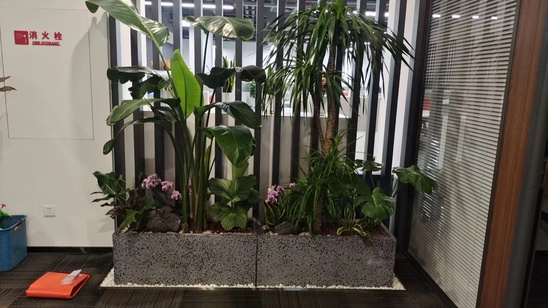 室内花卉布置