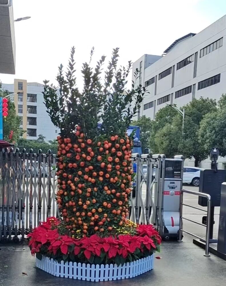 2024年东莞年桔/...