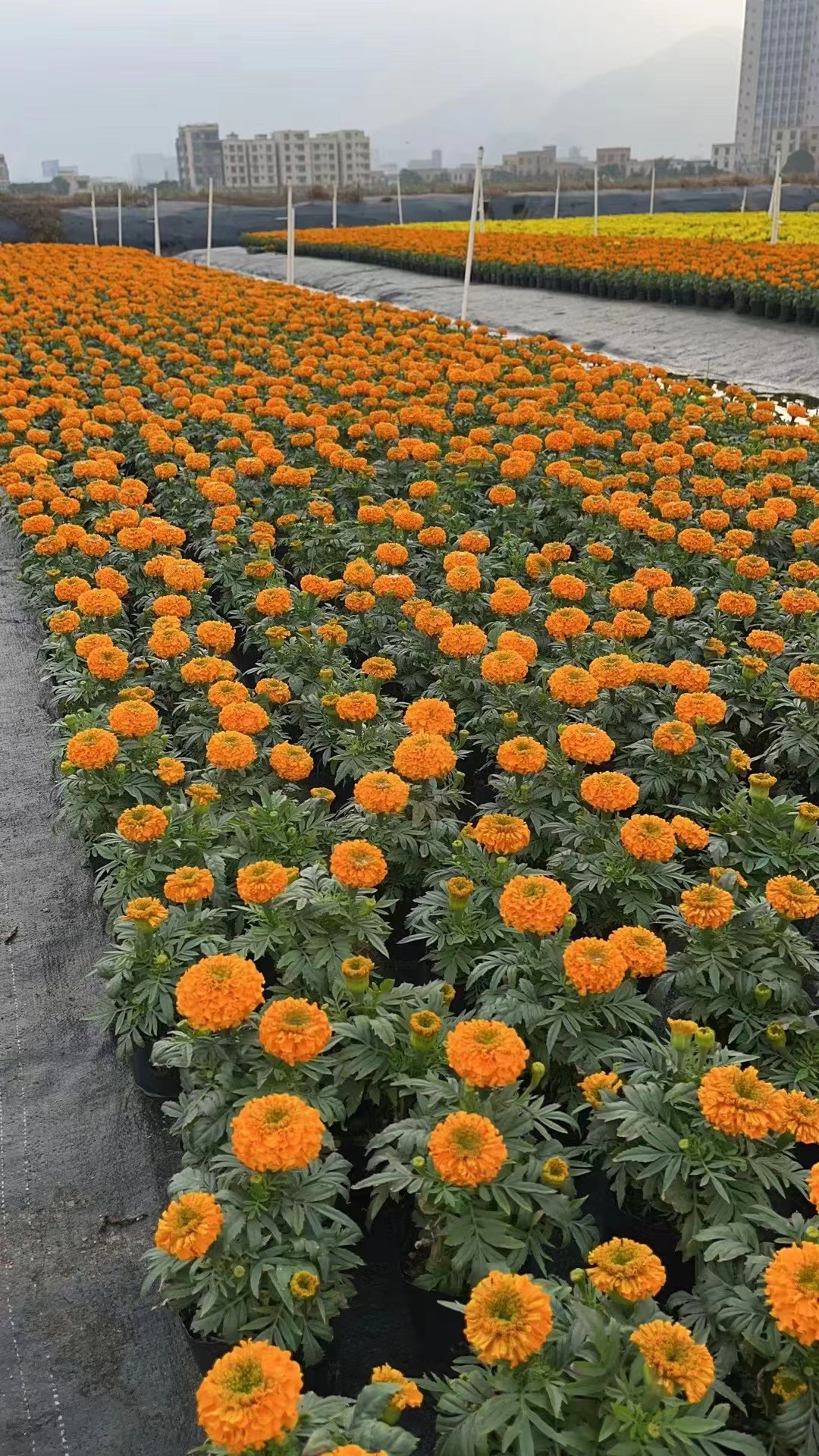 时花/节日花卉/万寿...