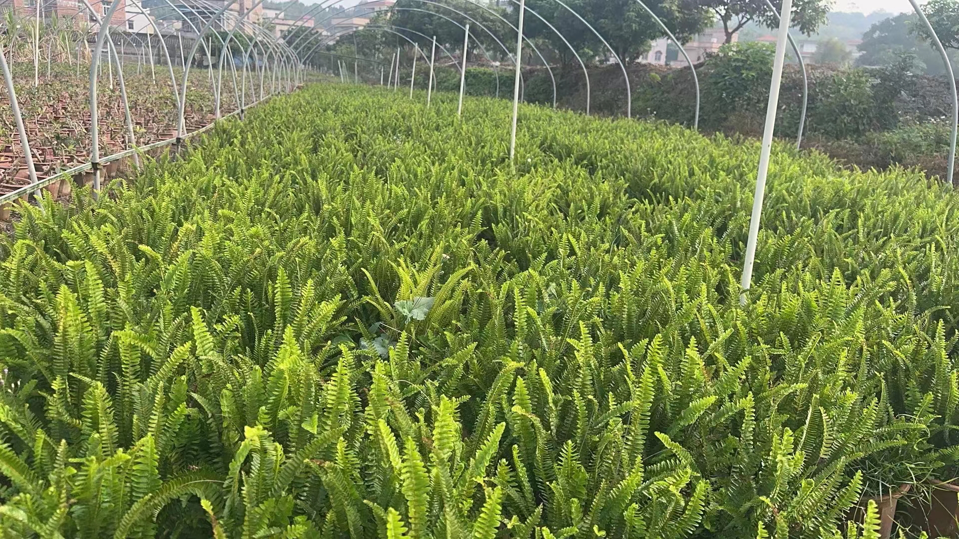 蕨类植物/排骨草/肾...