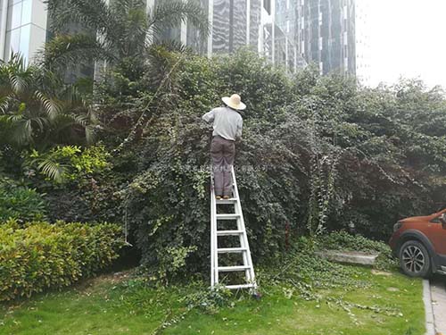 大树修剪绿化养护