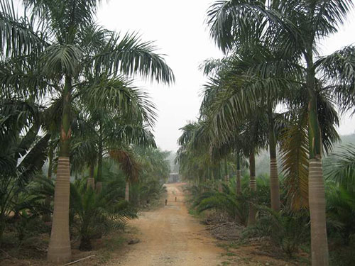 大树种植（大王椰）