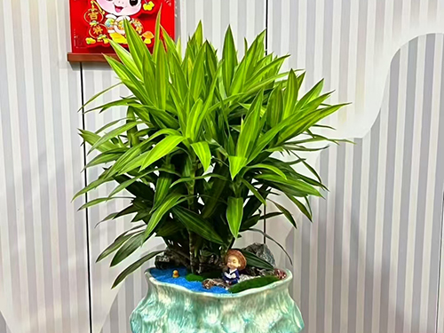 百合竹